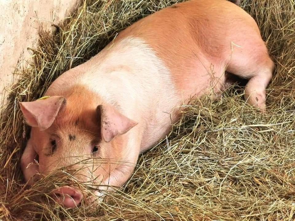 Schusterbauer Villa Koppl Eksteriør billede